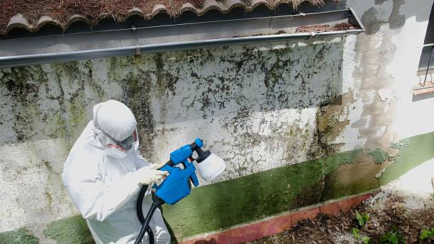 Trusted Attic Mold Removal service in Dunn, NC - Cheap Mold Removal